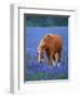 Horse Standing Among Bluebonnets-Darrell Gulin-Framed Photographic Print