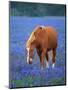 Horse Standing Among Bluebonnets-Darrell Gulin-Mounted Photographic Print