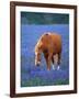 Horse Standing Among Bluebonnets-Darrell Gulin-Framed Photographic Print