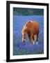 Horse Standing Among Bluebonnets-Darrell Gulin-Framed Photographic Print