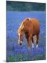 Horse Standing Among Bluebonnets-Darrell Gulin-Mounted Photographic Print