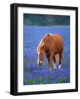 Horse Standing Among Bluebonnets-Darrell Gulin-Framed Photographic Print