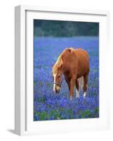 Horse Standing Among Bluebonnets-Darrell Gulin-Framed Photographic Print