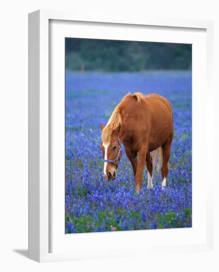 Horse Standing Among Bluebonnets-Darrell Gulin-Framed Photographic Print