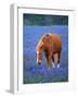 Horse Standing Among Bluebonnets-Darrell Gulin-Framed Photographic Print