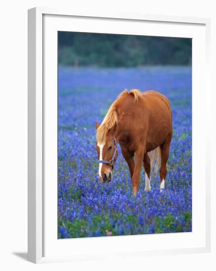 Horse Standing Among Bluebonnets-Darrell Gulin-Framed Photographic Print