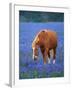 Horse Standing Among Bluebonnets-Darrell Gulin-Framed Photographic Print