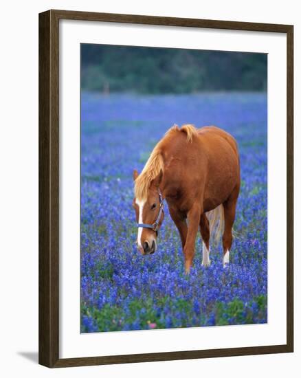 Horse Standing Among Bluebonnets-Darrell Gulin-Framed Photographic Print