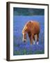 Horse Standing Among Bluebonnets-Darrell Gulin-Framed Photographic Print