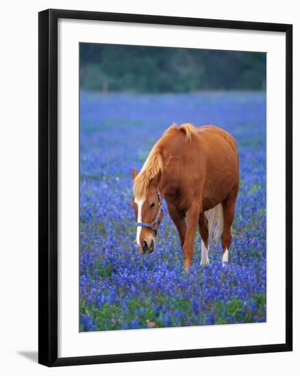 Horse Standing Among Bluebonnets-Darrell Gulin-Framed Photographic Print