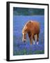 Horse Standing Among Bluebonnets-Darrell Gulin-Framed Photographic Print