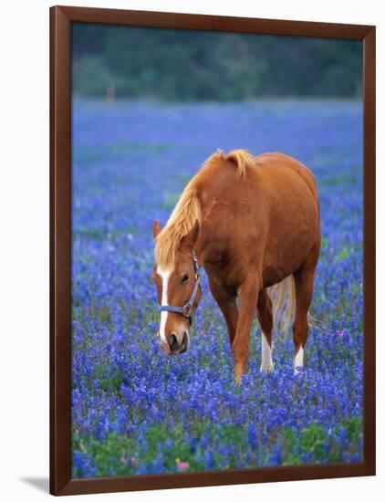 Horse Standing Among Bluebonnets-Darrell Gulin-Framed Photographic Print