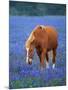 Horse Standing Among Bluebonnets-Darrell Gulin-Mounted Photographic Print