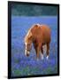 Horse Standing Among Bluebonnets-Darrell Gulin-Framed Photographic Print