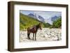 Horse standing by Adishchala River with Tetnuldi mountain peak in the background, Svaneti mountains-Jan Miracky-Framed Photographic Print