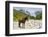 Horse standing by Adishchala River with Tetnuldi mountain peak in the background, Svaneti mountains-Jan Miracky-Framed Photographic Print