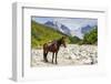 Horse standing by Adishchala River with Tetnuldi mountain peak in the background, Svaneti mountains-Jan Miracky-Framed Photographic Print