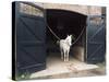Horse Standing in a Stable, Middleton Place, Charleston, Charleston County, South Carolina, USA-null-Stretched Canvas