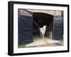 Horse Standing in a Stable, Middleton Place, Charleston, Charleston County, South Carolina, USA-null-Framed Photographic Print