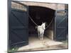 Horse Standing in a Stable, Middleton Place, Charleston, Charleston County, South Carolina, USA-null-Mounted Photographic Print