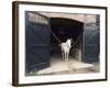 Horse Standing in a Stable, Middleton Place, Charleston, Charleston County, South Carolina, USA-null-Framed Photographic Print