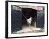 Horse Standing in a Stable, Middleton Place, Charleston, Charleston County, South Carolina, USA-null-Framed Photographic Print