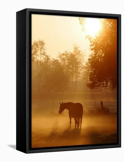 Horse Stands in a Meadow in Early Morning Fog in Langenhagen, Northern Germany-null-Framed Stretched Canvas