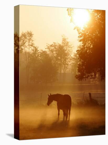 Horse Stands in a Meadow in Early Morning Fog in Langenhagen, Northern Germany-null-Stretched Canvas