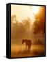 Horse Stands in a Meadow in Early Morning Fog in Langenhagen, Northern Germany-null-Framed Stretched Canvas