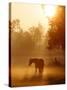 Horse Stands in a Meadow in Early Morning Fog in Langenhagen, Northern Germany-null-Stretched Canvas