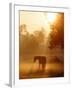 Horse Stands in a Meadow in Early Morning Fog in Langenhagen, Northern Germany-null-Framed Photographic Print