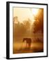 Horse Stands in a Meadow in Early Morning Fog in Langenhagen, Northern Germany-null-Framed Photographic Print