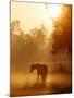 Horse Stands in a Meadow in Early Morning Fog in Langenhagen, Northern Germany-null-Mounted Photographic Print