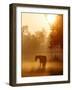 Horse Stands in a Meadow in Early Morning Fog in Langenhagen, Northern Germany-null-Framed Photographic Print