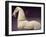 Horse Statue-null-Framed Giclee Print