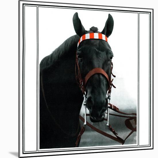 Horse Still 1-Schribler & Sons-Mounted Giclee Print