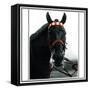 Horse Still 1-Schribler & Sons-Framed Stretched Canvas