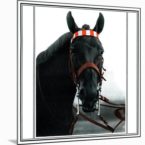 Horse Still 1-Schribler & Sons-Mounted Giclee Print