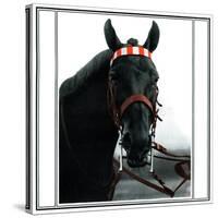 Horse Still 1-Schribler & Sons-Stretched Canvas