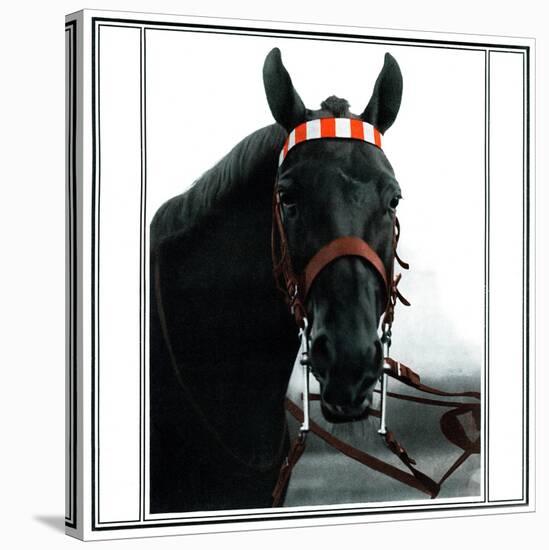 Horse Still 1-Schribler & Sons-Stretched Canvas