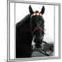 Horse Still 1-Schribler & Sons-Mounted Premium Giclee Print