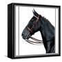 Horse Still 2-The Saturday Evening Post-Framed Stretched Canvas