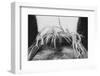 Horse Study II-Nathan Larson-Framed Photographic Print