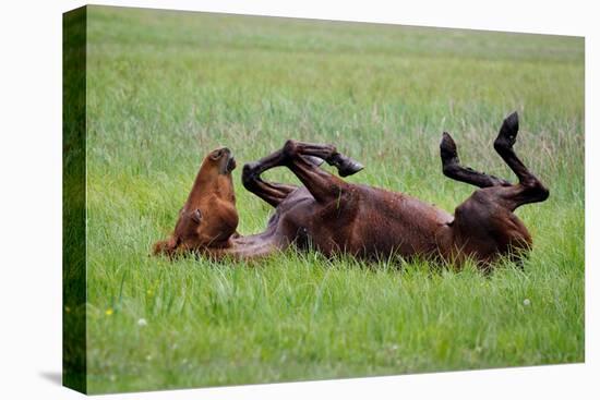 Horse Swings in the Grass-Tanya Yurkovska-Stretched Canvas