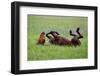 Horse Swings in the Grass-Tanya Yurkovska-Framed Photographic Print