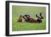 Horse Swings in the Grass-Tanya Yurkovska-Framed Photographic Print