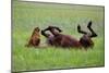 Horse Swings in the Grass-Tanya Yurkovska-Mounted Photographic Print