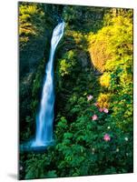 Horse Tail Falls-Ike Leahy-Mounted Photographic Print