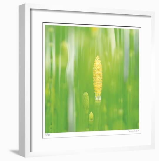 Horse Tail Grass Abstract No 24-Shams Rasheed-Framed Giclee Print