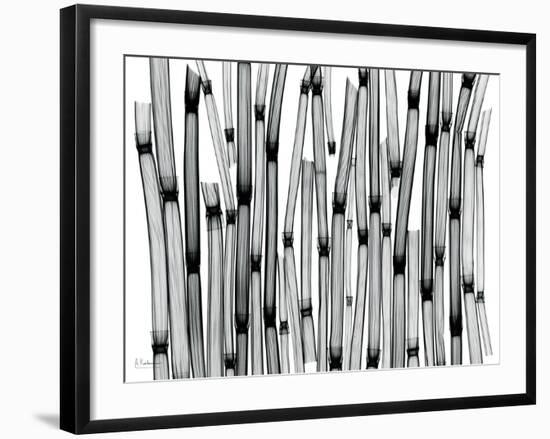 Horse Tail-Albert Koetsier-Framed Photographic Print